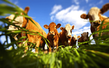 Alimentation animale