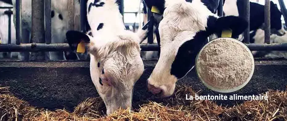 La bentonite alimentaire